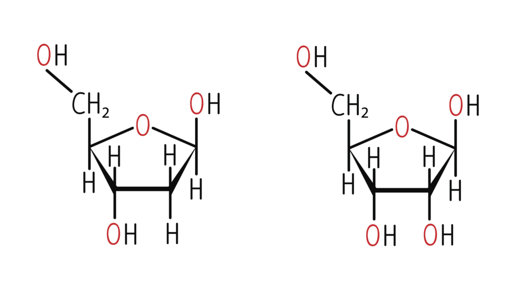 chemical structures of deoxyribose 