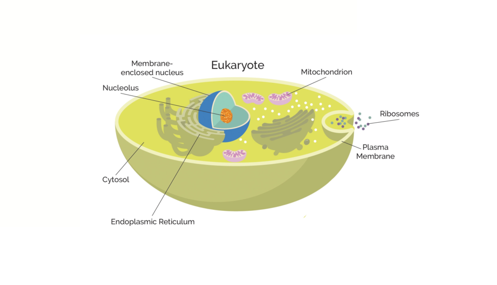Eukaryotes 