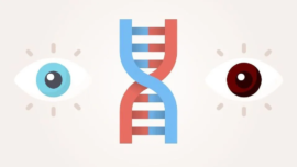 What is the difference between a gene and an allele?