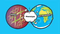 Examples and explanations of Genotype vs. Phenotype