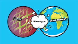 Examples and explanations of Genotype vs. Phenotype