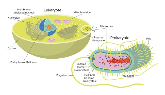  prokaryotes and eukaryotes 
