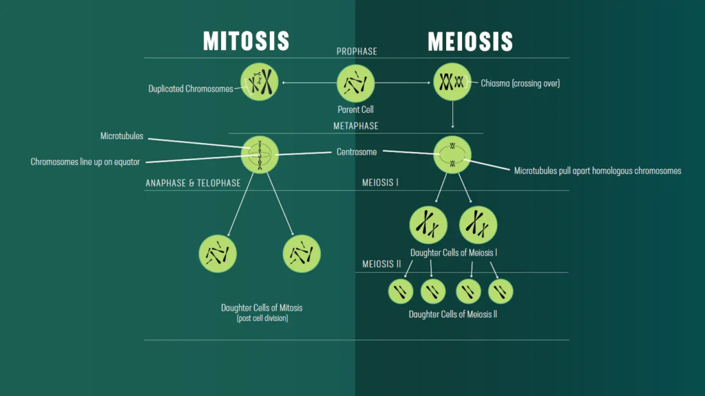 Mitosis and Meiosis 