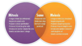 Key Differences Between Mitosis and Meiosis, with a Chart and a Venn Diagram