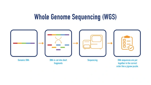 Whole Genome Sequencing ( WGS)