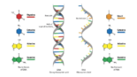 DNA and RNA: 5 Key Differences and How They Compare